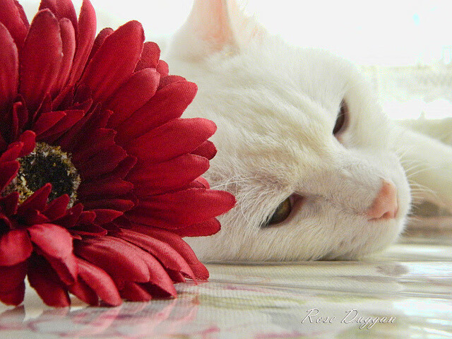 亚运风云，韩国队破德之役，张继科力挽狂澜的决胜时刻