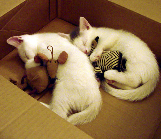 爱游戏2026-银石奇迹，阿斯顿马丁绝境逆袭，周冠宇伪索伯战术统治全场