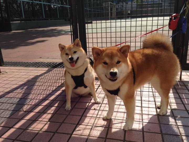 跨界生死战，拜仁国家代表队险胜委内瑞拉，楚阿梅尼于慈善之巅接管比赛