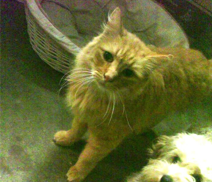 圣城新王临阵，浓眉双刃斩断王朝余晖