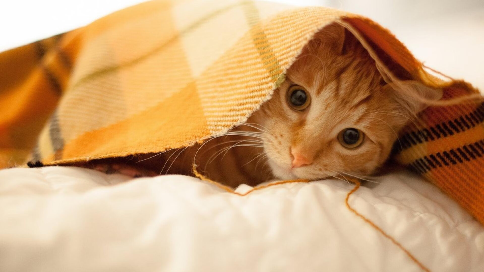 冰与火之歌，范弗利特的炽热匕首，猛龙构筑的北境长城