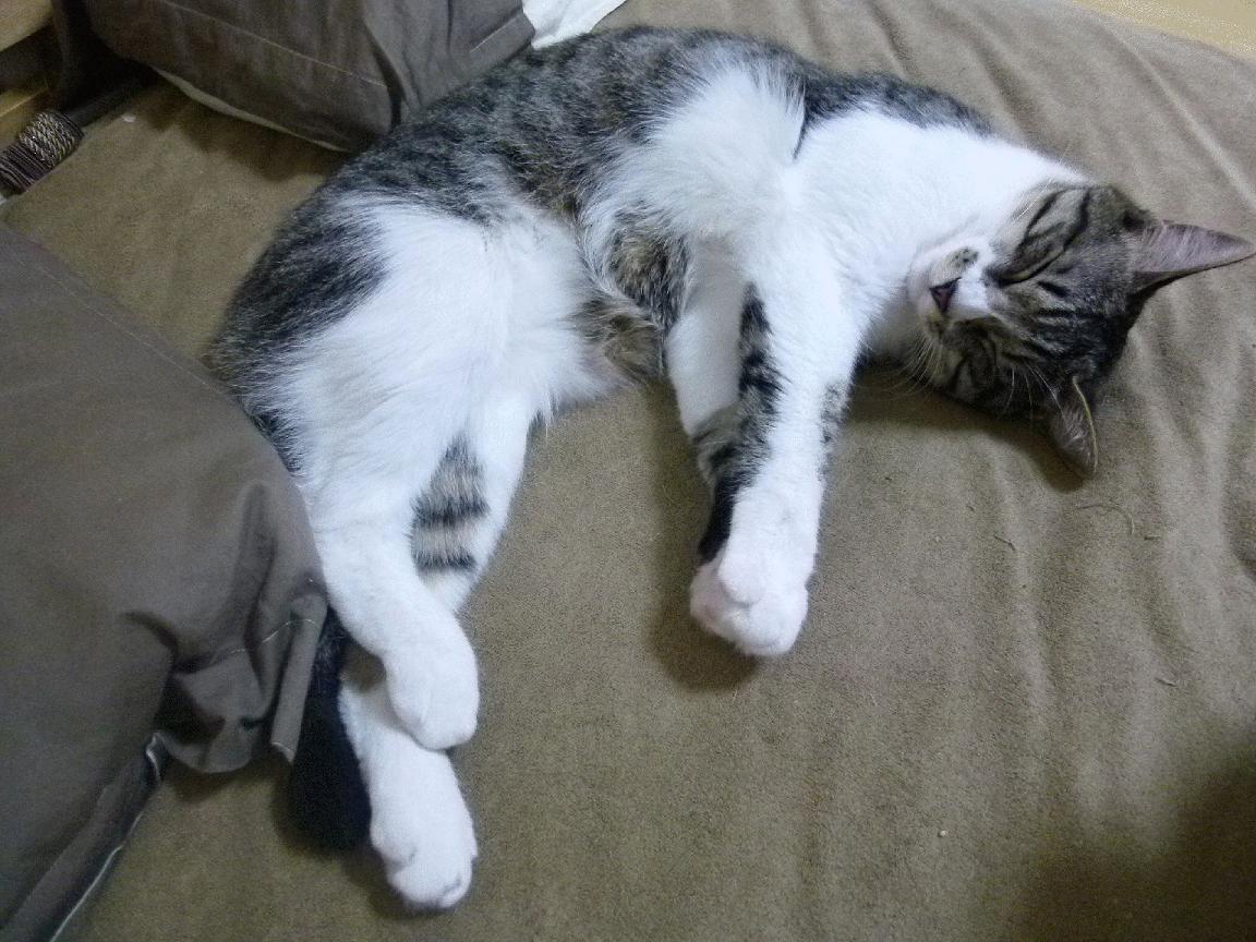 爱游戏在线-丝绸与钢铁，范弗利特的运球艺术与开拓者的火力压制