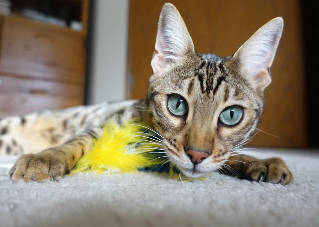 南北争锋，德甲焦点战与雄鹿对山西的统治力诠释