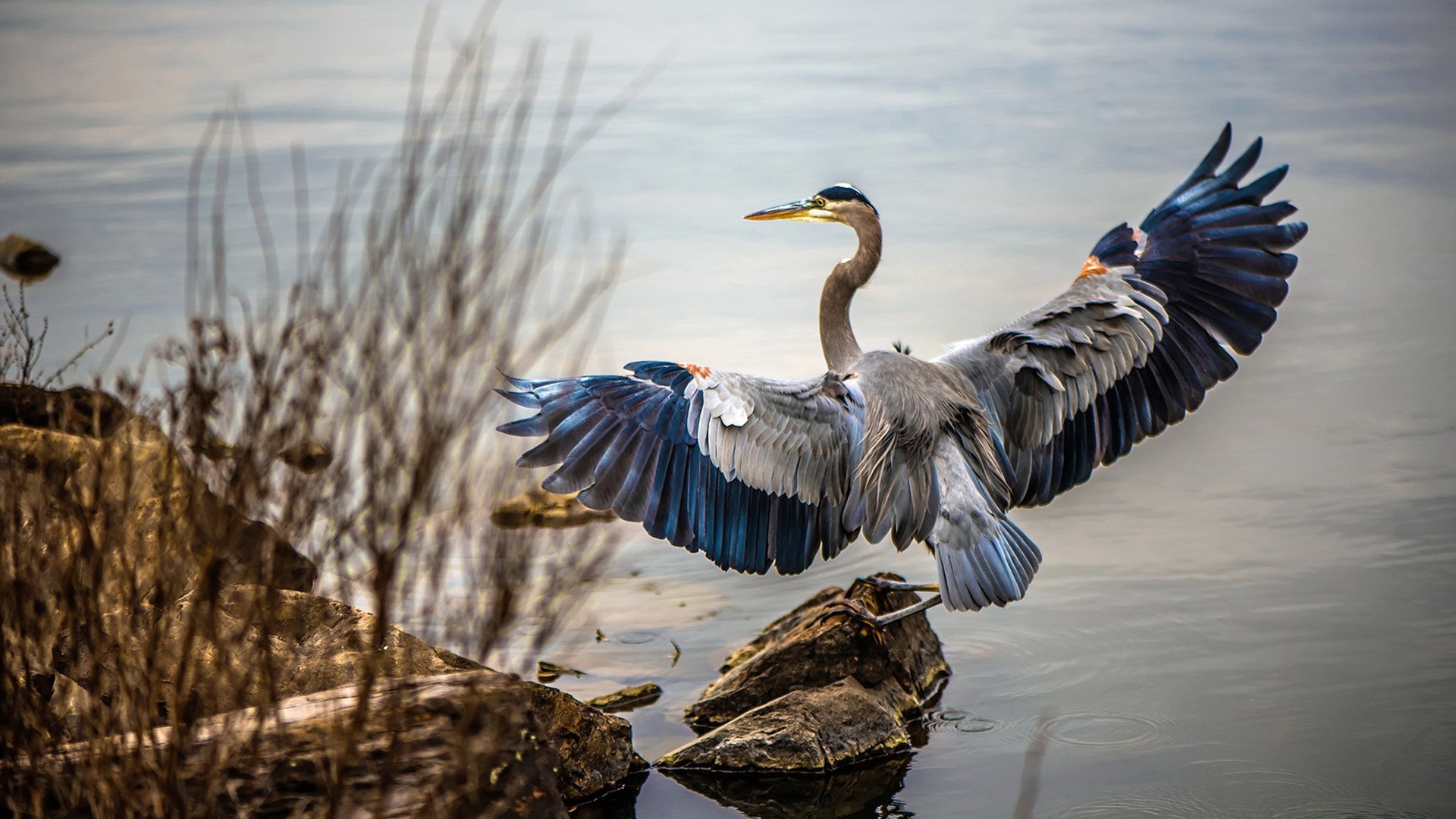 欧冠的双重奏，当土耳其奇迹遇上巴西铁腰的独舞