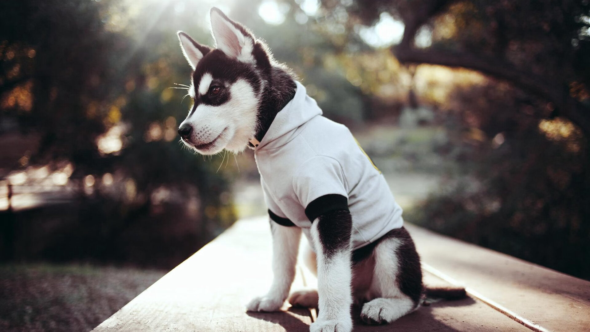 铁血击溃魔术！最后2分钟制胜，布克上演关键先生交响乐