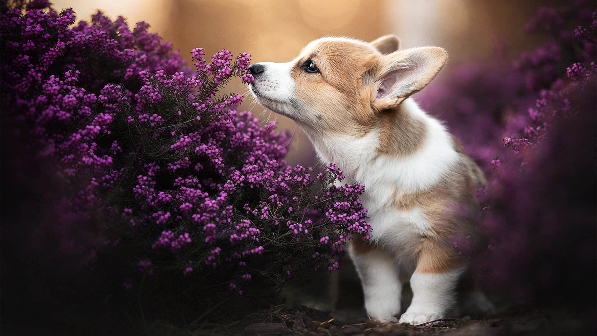 提前关上的门，当广东队终结悬念活塞启动，时代在抢七夜转弯