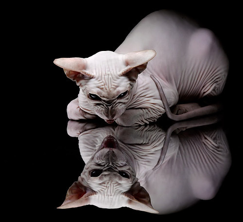 同一座城,两个永恒,当那不勒斯的绝杀成为迪巴拉加冕的序曲