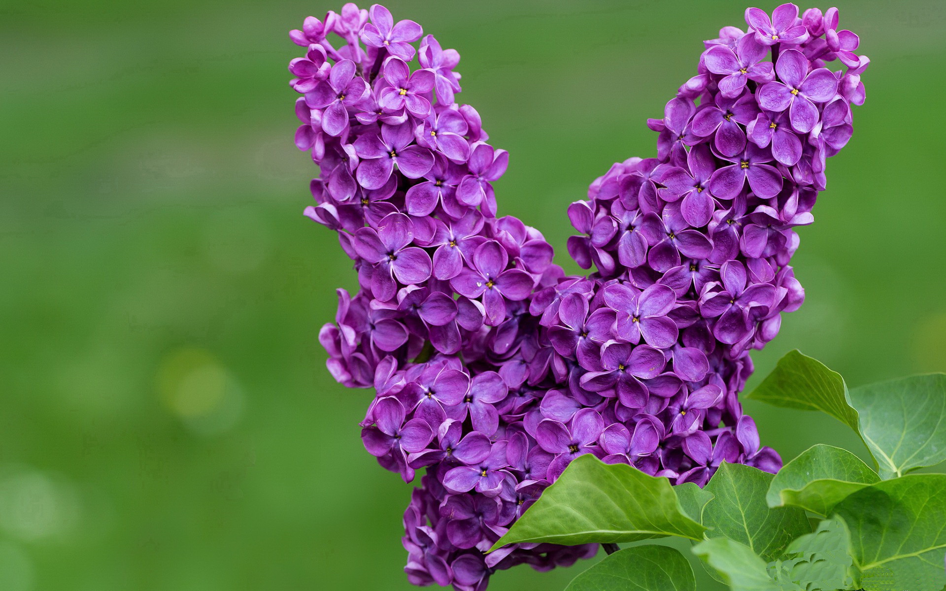 当欧冠决赛变成预言，突尼斯粉碎巴西背后的足球哲学