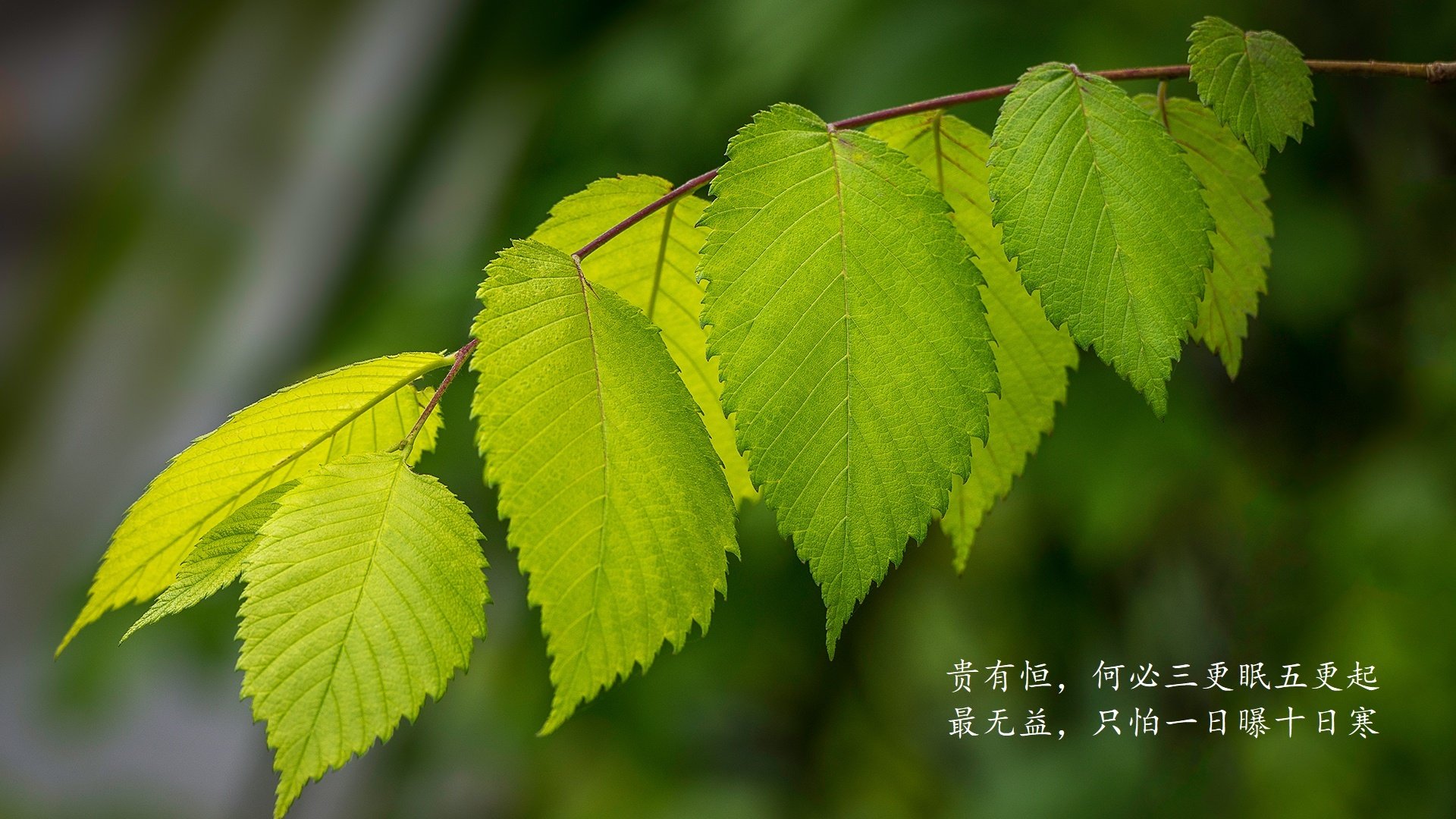 宿命对决，2026世界杯G组关键战，美国破咒击溃英格兰，格列兹曼领法兰西奏凯